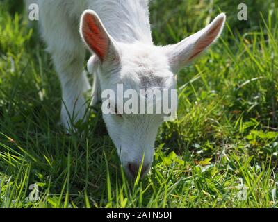 A head shot of a cute baby goat in a green meadow. Stock Photo