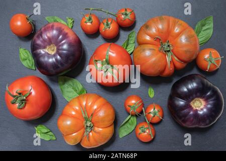 Variety of tomatoes top view. Purple and red tomatoes with basil on black Stock Photo