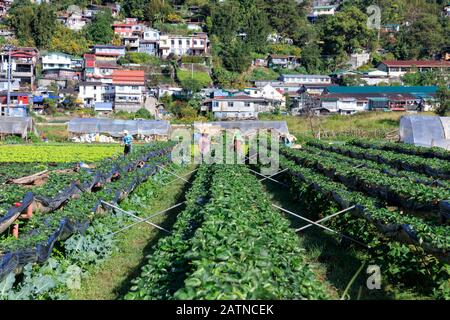 Baguio City, Philippines - December 22, 2019: View of Strawberry Farm in Baguio Stock Photo