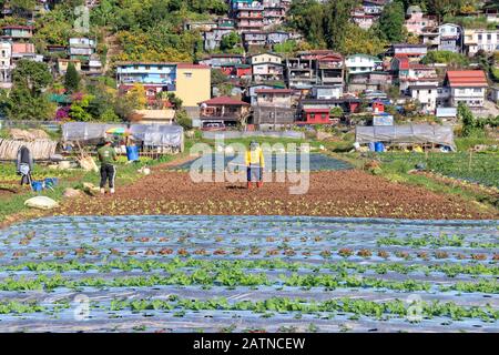 Baguio City, Philippines - December 22, 2019: View of Farmers Working at Strawberry Farm in Baguio Stock Photo