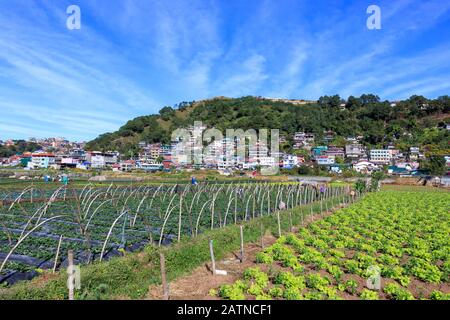 View of Strawberry Farm in Baguio, Philippines Stock Photo