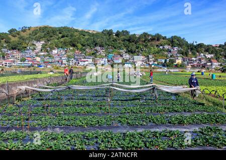 Baguio City, Philippines - December 22, 2019: View of Strawberry Farm in Baguio Stock Photo