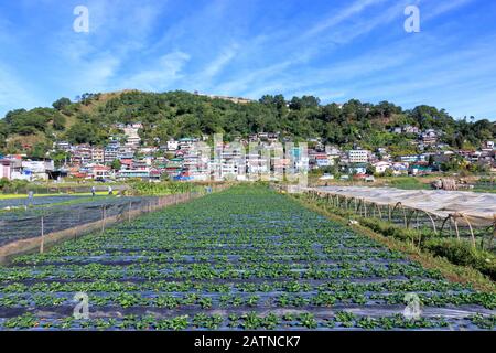 View of Strawberry Farm in Baguio, Philippines Stock Photo