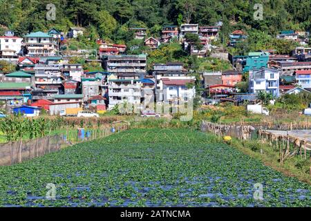 Baguio City, Philippines - December 22, 2019: View of Strawberry Farm in Baguio Stock Photo