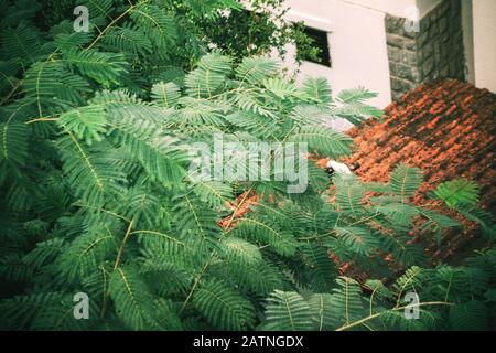 background of tree branches with green juicy leaves covers part of the red roof of the house. Garden in Italy top view. Natural background. Stock Photo