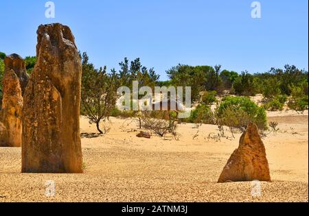Australia, WA, free living emu in midst the Pinnacles in Nambung National Park, preferred tourist attraction and natural landmark Stock Photo