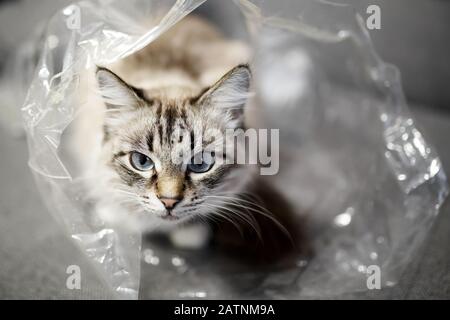 Cute funny little domestic cat playing at home and hiding in transparent platic packet