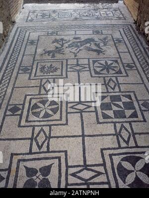 Italy, Pompeii. House of the Wild Boar (Street of Abundance). Roman mosaic of the atrium depicting geometric motifs. In the centre a hunting scene: dogs attacking a wild boar. Stock Photo