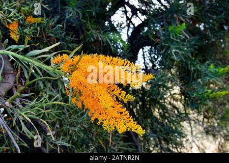 Australia, Nuytsia floribunda aka Western Australian Christmas Tree Stock Photo