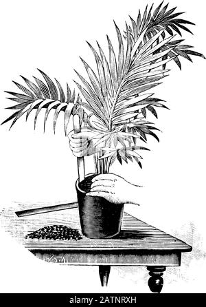 Antique vintage line art illustration, engraving or drawing of replanting or planting or repoting of young palm tree plant in pot. From book Plants in Room, Prague, 1898. Stock Vector