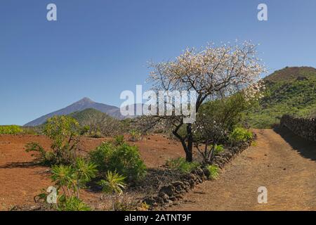 Almond tree blooming, (prunus dulcis), pathway with Teide volcano background, Santiago del Teide, Tenerife, Canary islands, Spain Stock Photo