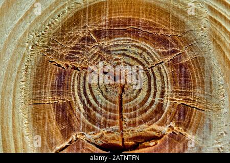 Dark knothole in a light grained piece of wood, close up, texture, background, pattern Stock Photo