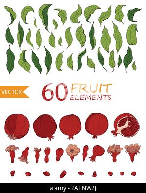 Set of 60 Pomegranate elements, flowers and leaves. Hand drawn fruit style. Vector Stock Vector
