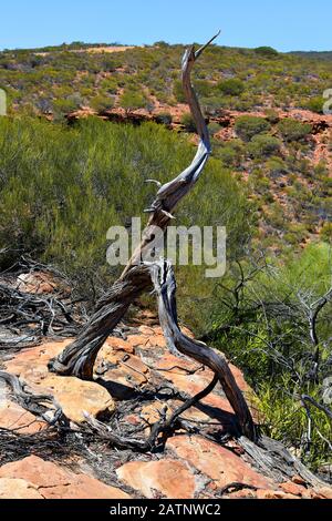 Australia, Kalbarri National Park, landscape with dead tree Stock Photo