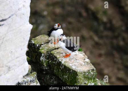 Puffins on Bempton Cliffs, East Yorkshire, UK. Stock Photo