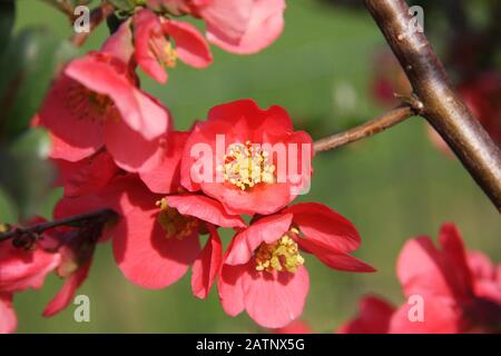 Red flowers of blooming Japanese Quince on green background at spring season close up, flowering blossoms of chaenomeles japonica ornamental shrub Stock Photo