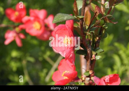 Red flowers of blooming Japanese Quince on green background at spring season close up, flowering blossoms of chaenomeles japonica ornamental shrub Stock Photo