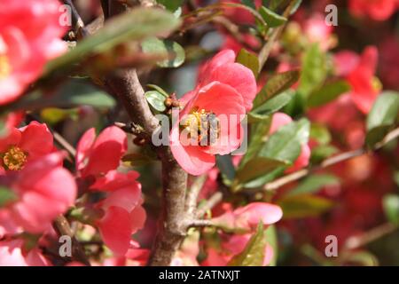 Red flowers of blooming Japanese Quince and honey bee on scarlet flowers at spring season close up, flowering blossoms of chaenomeles japonica ornamen Stock Photo