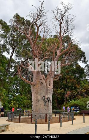 Perth, WA, Australia - November 29, 2017: Unidentified people and Boab tree in public Kings park Stock Photo