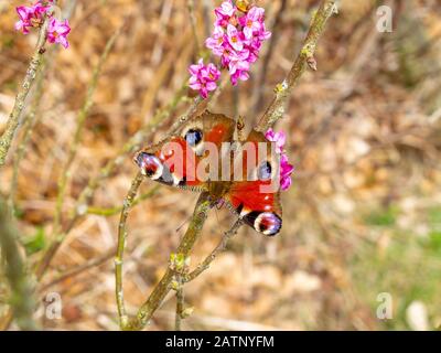 Adorable peacock butterfly, Aglais io or European peacock perched on an April bush branch with purple blossoms