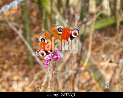 Adorable peacock butterfly, Aglais io or European peacock perched on an April bush branch with purple blossoms