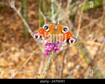 Adorable peacock butterfly, Aglais io or European peacock perched on an April bush branch with purple blossoms