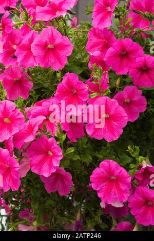 Purple Petunia flowers in hanging basket in early summer Stock Photo