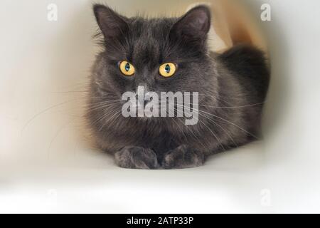 Grey cat lies. Close up portrait of a cat, who hides Stock Photo