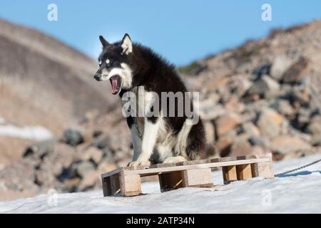 Greenlandic dogs in Ittoqqortoormiit village Stock Photo