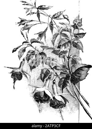 Antique vintage line art illustration, engraving or drawing of branch of blooming Fuchsia plant or flower. From book Plants in Room, Prague, 1898. Stock Vector