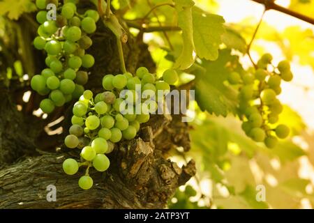 Weinstock in der Sonne Stock Photo