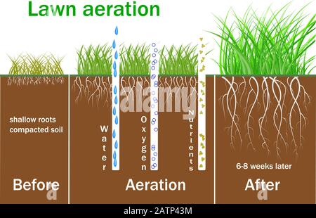 Lawn aeration for active plant growth. Process steps before and after. Lawn grass care service, gardening of lawns,landscape design services.Vector Stock Vector