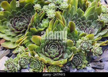 Sedum - Stonecrop succulent plants in rock border Stock Photo