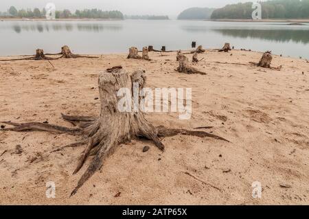 Dead tree trunks on the shore. Symbol of global warming Stock Photo