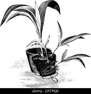 Root sucker Black and White Stock Photos & Images - Alamy