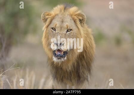 Male lion portrait Stock Photo