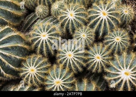 Top view of Parodia Notocactus magnifica - Cactus plants growing in a greenhouse. Stock Photo