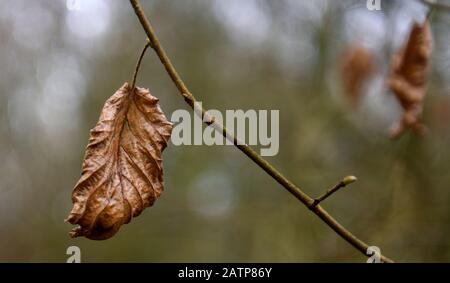Single Autumn leaf on a twig,with bokeh background Stock Photo