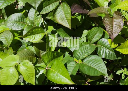 Toxicodendron radicans - Poison Ivy plant in summer Stock Photo
