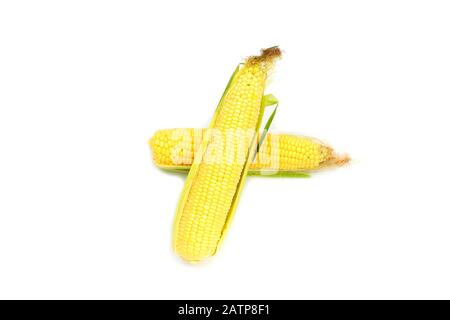 Two Ripe open corns on the cob, corncob isolated on white background Stock Photo
