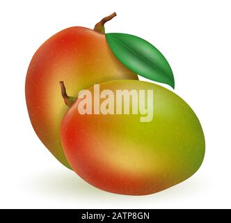 mango fresh ripe exotic fruit vector illustration isolated on white background Stock Vector