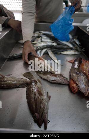 Sea fishes on the counter in Muscat fish shop. Stock Photo