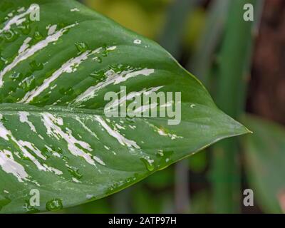 hosta leaf macro Stock Photo