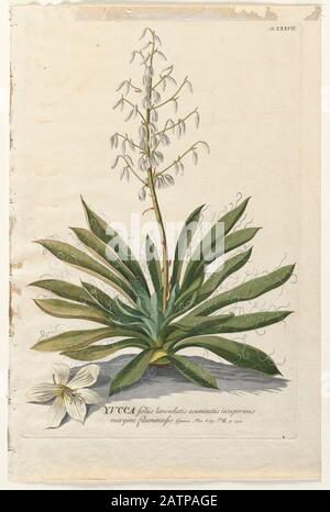 Coloured Copperplate engraving of a flowering plant from hortus ...