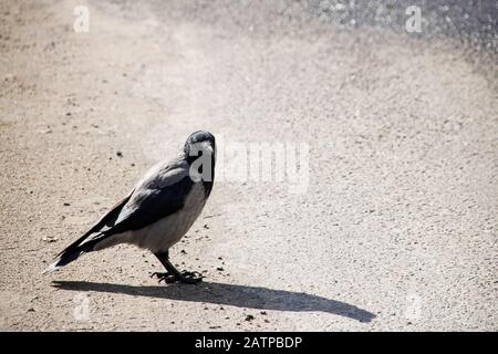 One crow standing on the pavement close up Stock Photo