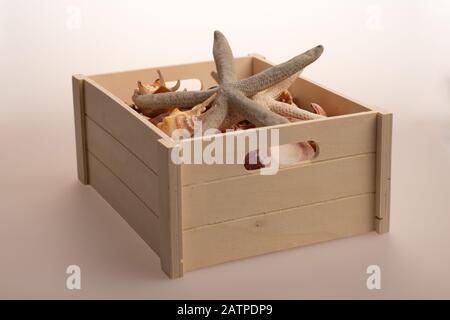 Wooden box with shells on a white background. Sea treasures in a box. Starfish with shells. Stock Photo
