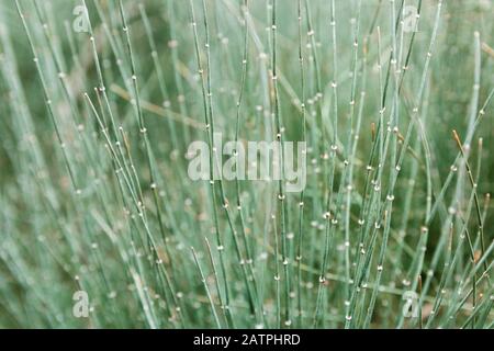 close up fresh green desaturated background green twigs straw Stock Photo