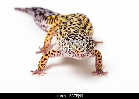 Common leopard gecko (Eublepharis macularius) on a white background; Studio Stock Photo