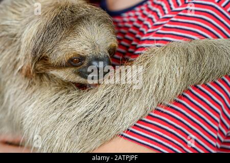 Young woman holding a sloth at a Sloth sanctuary; Roatan, Bay Islands, Honduras Stock Photo