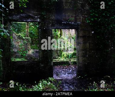 View of undergrowth and trees through the remains of stone windows of the gunpowder mills of Kennal Vale. Strange atmosphere of neglect. Stock Photo